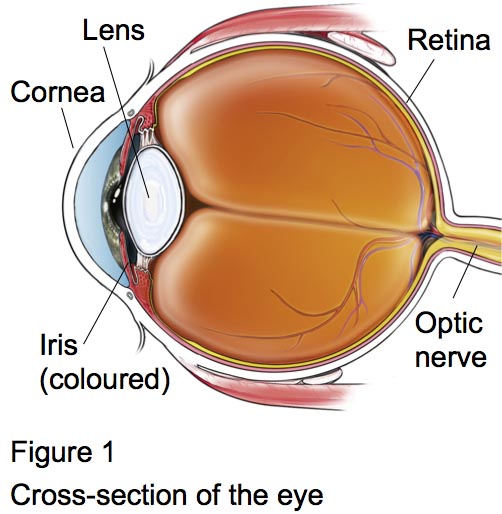 Figure 1 - Cross-section of the eye