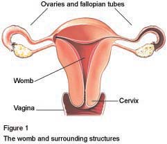 Figure 1 - Oophorectomy