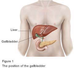 Figure 1 - The position of the gallbladder